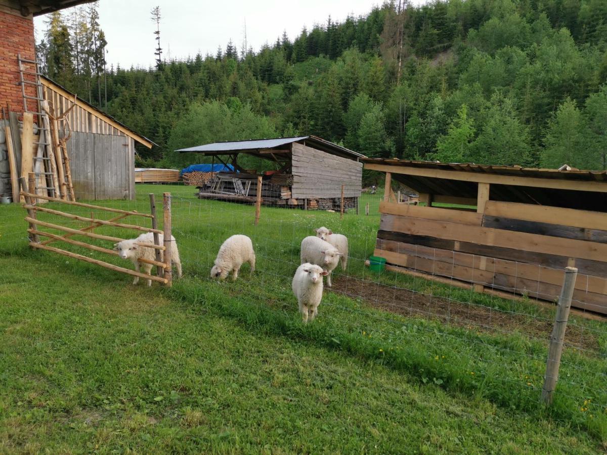 Pokoje Goscinne Pod Limbami Ciche Małe Kültér fotó