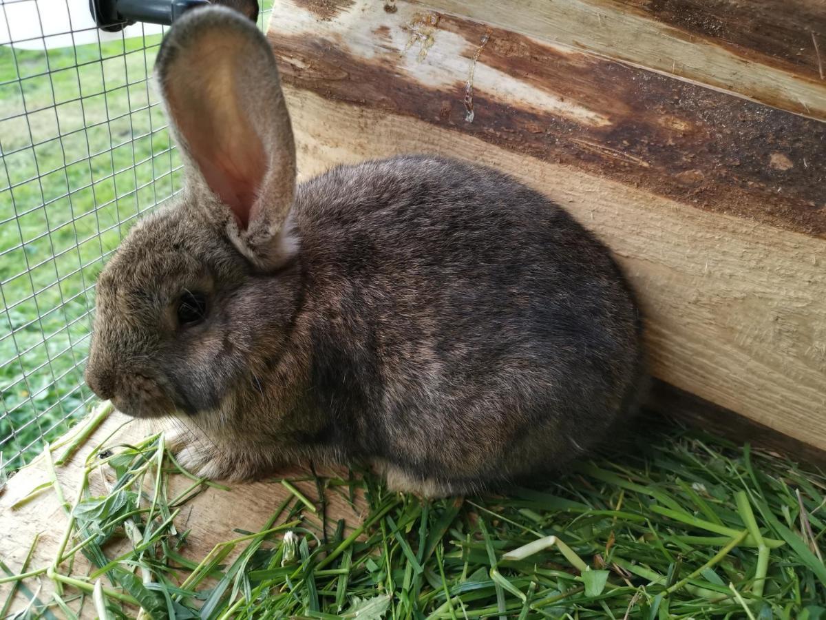 Pokoje Goscinne Pod Limbami Ciche Małe Kültér fotó